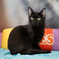 Thumbnail photo of Phantasia #3