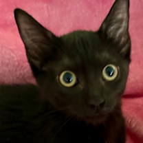 Thumbnail photo of Phantasia #4