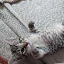 Thumbnail photo of Luigi #1