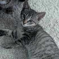 Thumbnail photo of Luigi #4