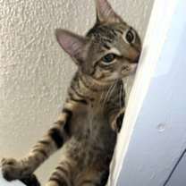 Thumbnail photo of Jasper #car-stowaway #3