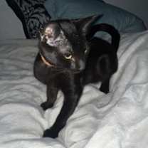 Thumbnail photo of Onyx #car-stowaway #3