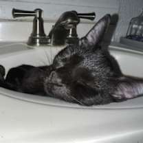 Thumbnail photo of Onyx #car-stowaway #4