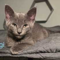 Thumbnail photo of Figi - BONDED PAIR #1