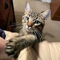 Thumbnail photo of Phoenix #1