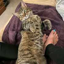 Thumbnail photo of Phoenix #2