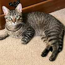 Thumbnail photo of Phoenix #3