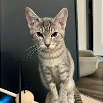 Thumbnail photo of Sierra #1