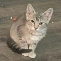 Thumbnail photo of Sierra #3