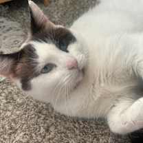 adopt-pet