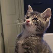 Thumbnail photo of Dilbert (paired with Gizmo) #2