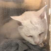 Thumbnail photo of Hyper Pal #2