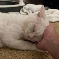 Thumbnail photo of Hyper Pal #4