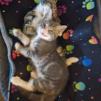 Thumbnail photo of Dilbert (paired with Gizmo) #4