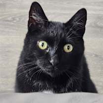 Thumbnail photo of Poppyseed (Happy Single) #2