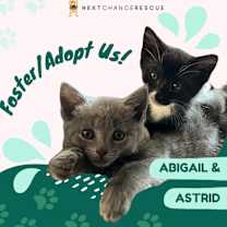 adopt a pet