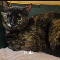 Thumbnail photo of Hula #2