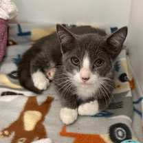 Thumbnail photo of Dube #2