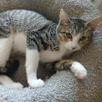 Thumbnail photo of Perla #1