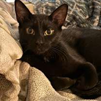 Thumbnail photo of Licorice #4