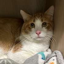 Thumbnail photo of Flea #1