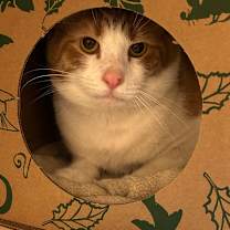 Thumbnail photo of Flea #3