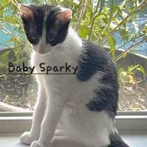 Thumbnail photo of Baby Sparky #litter-of-10 #2