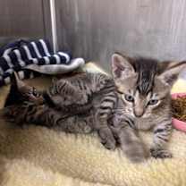 Thumbnail photo of Dill #3