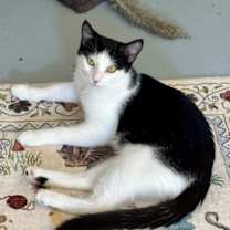 Thumbnail photo of Dill #4