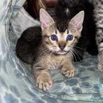 Thumbnail photo of Basil #1