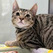 Thumbnail photo of C25-166 Empanada #2