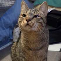 Thumbnail photo of Pinkey #2