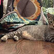 Thumbnail photo of Astro #3