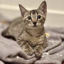 Thumbnail photo of Astro #4