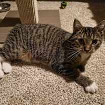 Thumbnail photo of Timber #1