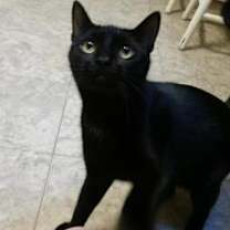 Thumbnail photo of Blackie #3