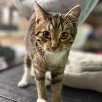 Thumbnail photo of Timber #4