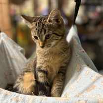 Thumbnail photo of Ridge #3