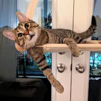 Thumbnail photo of Mewdini #1