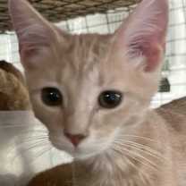 Thumbnail photo of Leo #2