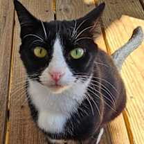 Thumbnail photo of Jazzy #1