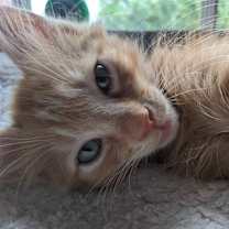 Thumbnail photo of Simon #2