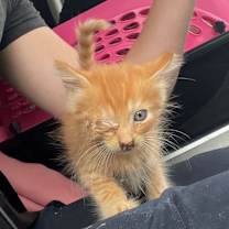 Thumbnail photo of Simon #3