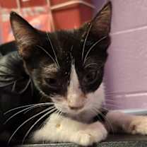 Thumbnail photo of Tux* #2