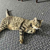 Thumbnail photo of Sam #3