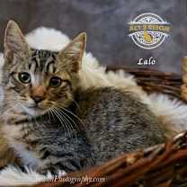 Thumbnail photo of Lalo #1