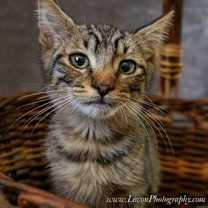 Thumbnail photo of Lalo #3