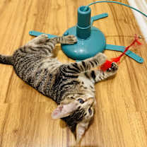 Thumbnail photo of Tito #1