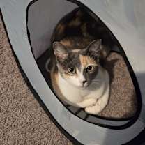 Thumbnail photo of Ivy #1