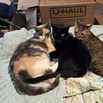 Thumbnail photo of Ivy #2